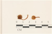 藏品(發光小菇)的圖片