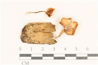 藏品(濕傘屬)的圖片