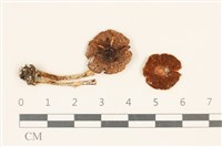 藏品(傘菌屬)的圖片