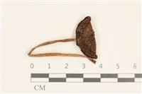 藏品(鬼傘屬)的圖片