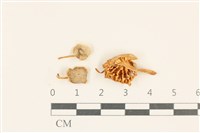 藏品(小皮傘屬)的圖片