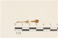 藏品(濕傘屬)的圖片