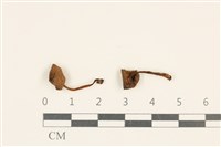 藏品(小菇屬)的圖片