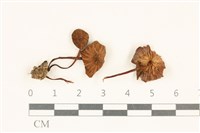 藏品(小皮傘屬)的圖片