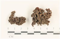 藏品(銀耳屬)的圖片