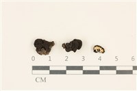 藏品(炭角菌屬)的圖片