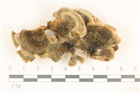 藏品(雲芝)的圖片