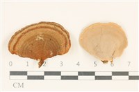 藏品(相鄰小孔菌)的圖片