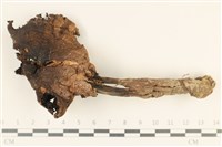 藏品(四孢蘑菇)的圖片