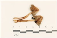 藏品(鬼傘屬)的圖片