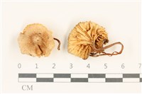 藏品(小皮傘屬)的圖片