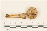 藏品(利氏小菇)的圖片