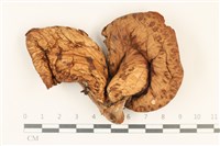 藏品(寬鱗多孔菌)的圖片