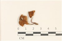 藏品(小菇屬)的圖片