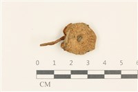 藏品(杯傘屬)的圖片