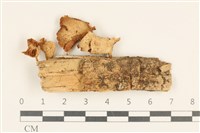 藏品(濕傘屬)的圖片