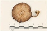 藏品(傘菌屬)的圖片