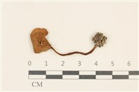 藏品(粉褶菌屬)的圖片