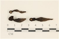 藏品(炭角菌屬)的圖片