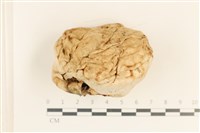 藏品(紫色禿馬勃)的圖片