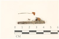 藏品(小皮傘屬)的圖片