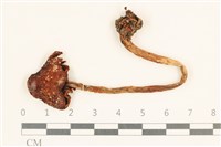 藏品(傘菌屬)的圖片