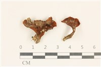 藏品(膠角耳屬)的圖片