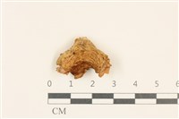 藏品(紅菇屬)的圖片