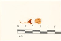 藏品(小皮傘屬)的圖片
