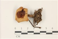 藏品(乳菇屬)的圖片