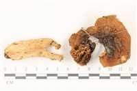 藏品(紅菇屬)的圖片