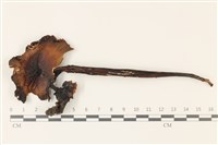 藏品(鵝膏屬)的圖片