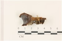 藏品(紅菇屬)的圖片