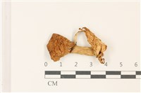 藏品(小皮傘屬)的圖片