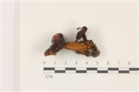 藏品(紅菇屬)的圖片