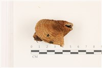 藏品(紅菇屬)的圖片