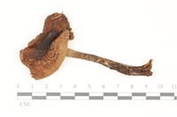 藏品(鵝膏屬)的圖片