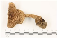 藏品(鵝膏屬)的圖片