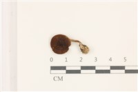 藏品(粉褶菌屬)的圖片