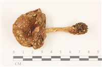 藏品(鵝膏屬)的圖片