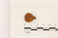 藏品(乳菇屬)的圖片