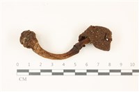 藏品(鵝膏屬)的圖片