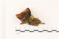 藏品(紅菇屬)的圖片