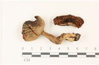 藏品(鵝膏屬)的圖片