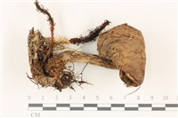 藏品(鵝膏屬)的圖片