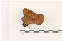 藏品(紅菇屬)的圖片