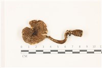 藏品(鵝膏屬)的圖片