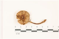 藏品(鵝膏屬)的圖片