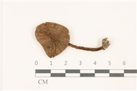 藏品(粉褶菌屬)的圖片