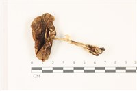 藏品(鵝膏屬)的圖片